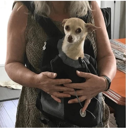 🔥2024 Updated Summer Dog Backpack🐶