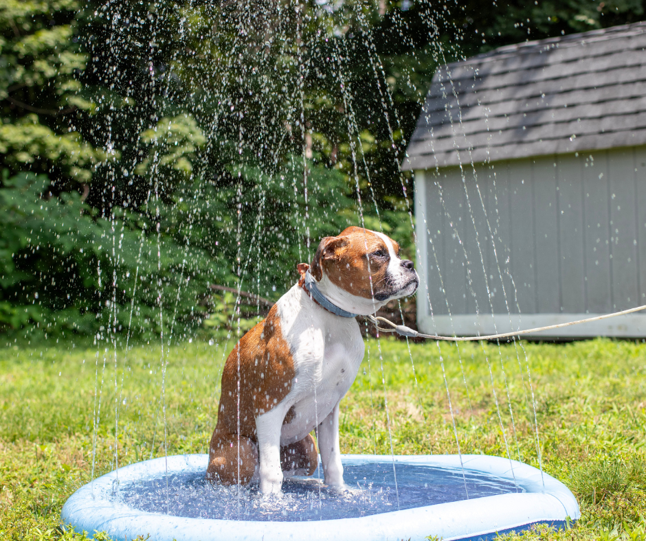 Pawbibi™ - Refreshing Dog Sprinkler Pad